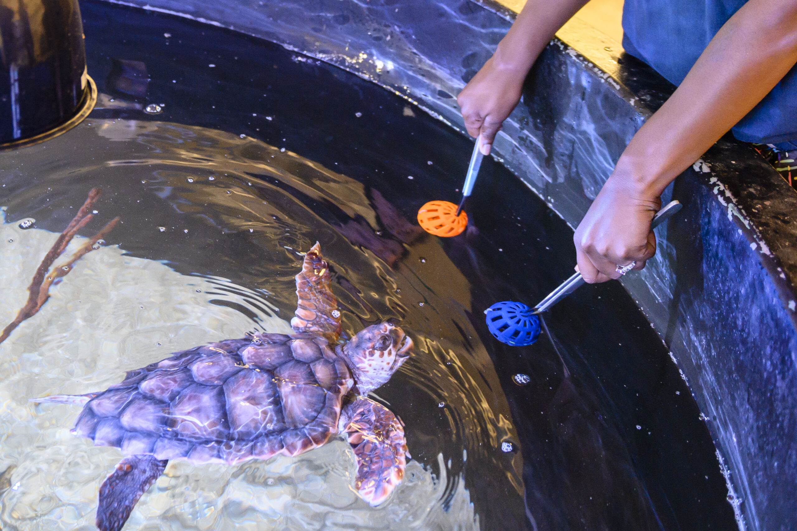 A student examines a turtle in a lab.