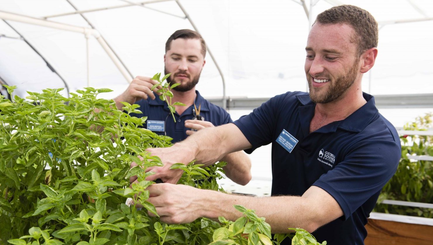 Eagle Dining visits the greenhouse, and planned several new dishes using our hydroponically-grown Thai and lemon basil.