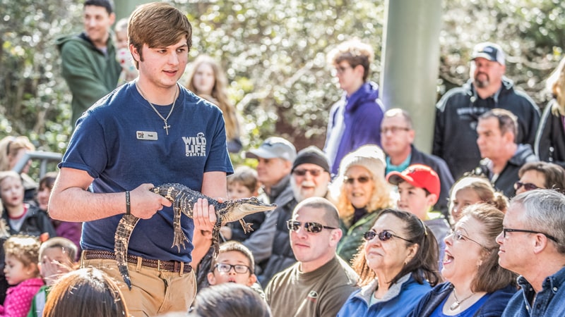 A Wildlife Center worker teaches an audience about alligators using a live specimen.