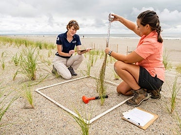 A student and faculty member from Georgia Southern's B.S. in Geosciences program measure grass length in a sectioned-off coastal area