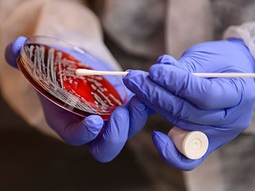 In a laboratory used by B.S. in Medical Laboratory Science students at Georgia Southern, two gloved hands swab a petri dish to take a sample