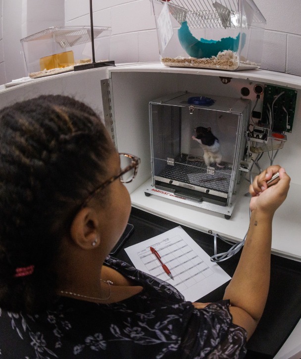 A psychology student performs research using a laboratory animal.