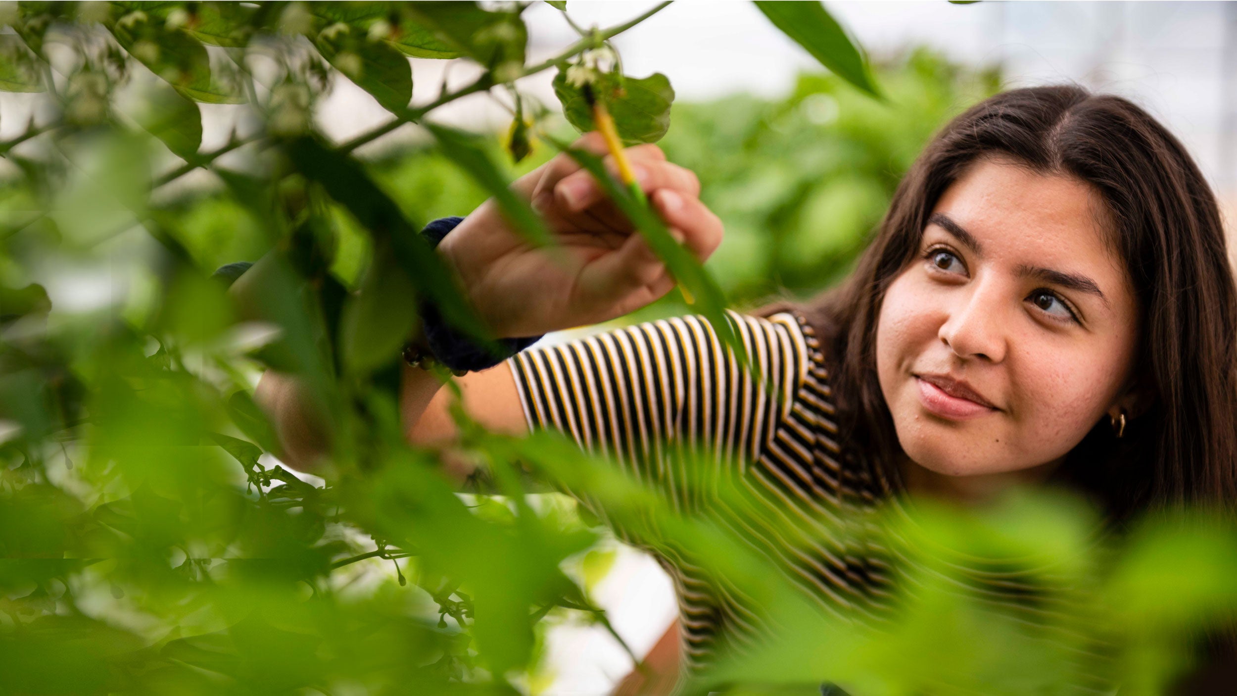 Georgia Southern student inspecting new growth on plants in the university's green house.